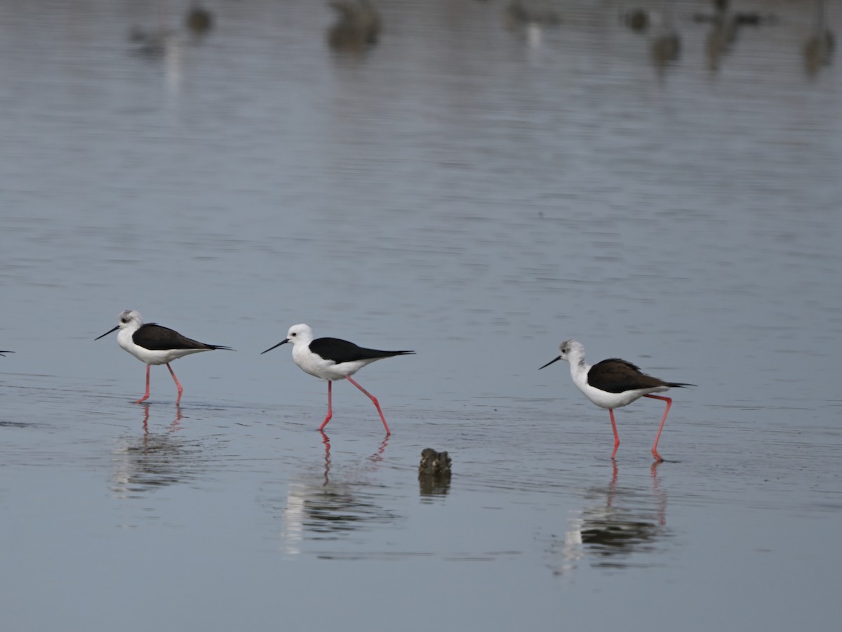 Black-winged Stilt - ML643554782