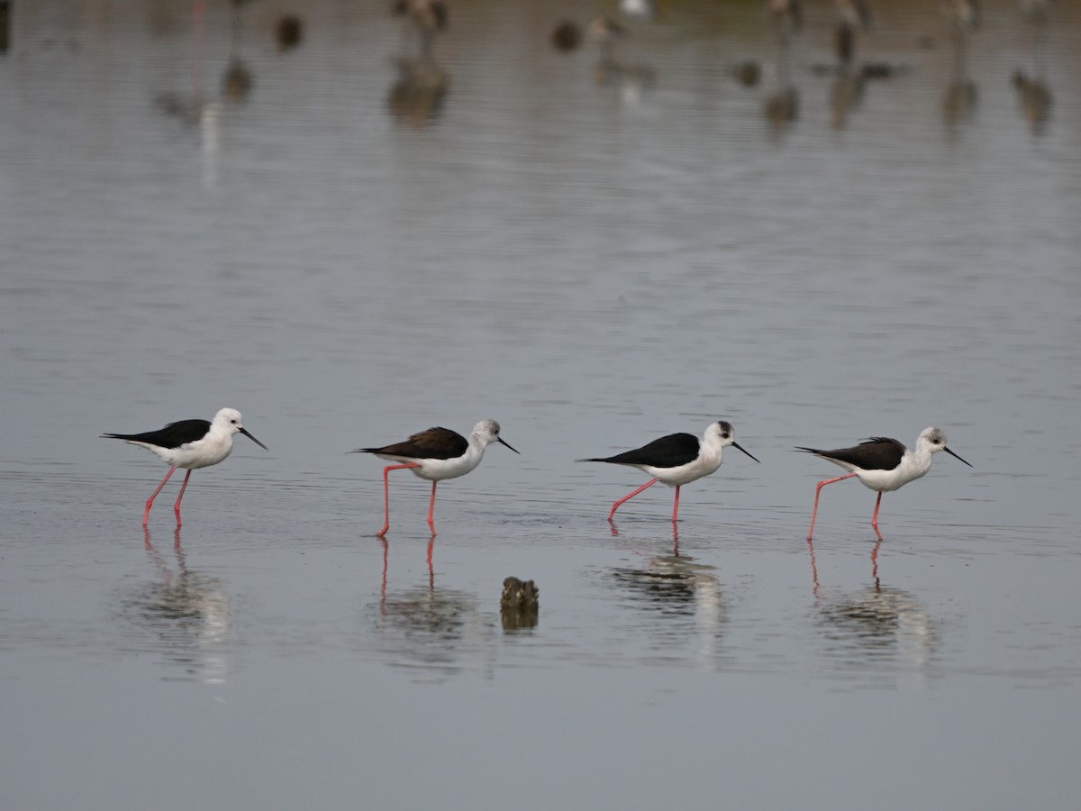 Black-winged Stilt - ML643554783