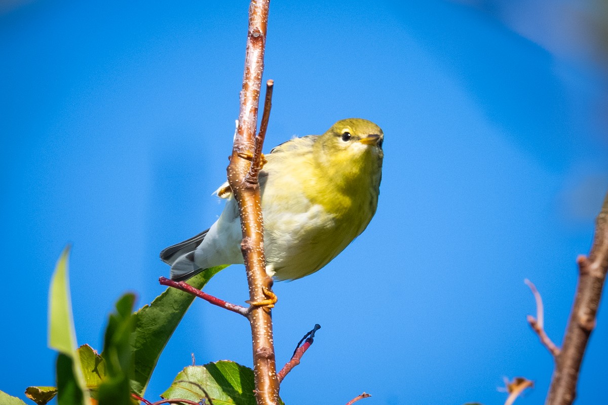 Blackpoll Warbler - ML643554792