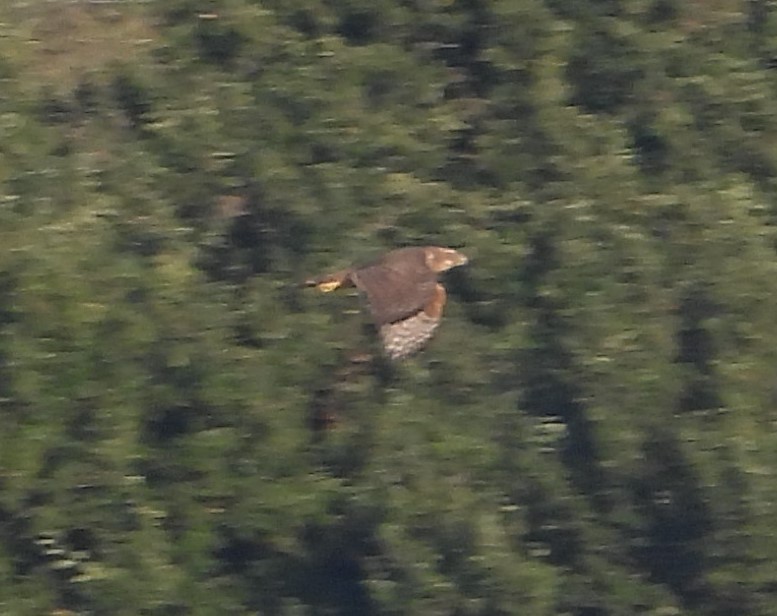 Eurasian Goshawk - ML643554793