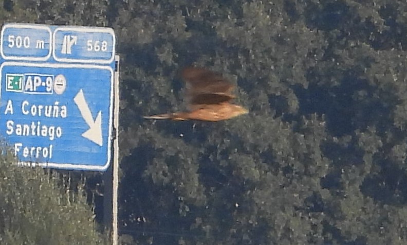Eurasian Goshawk - ML643554794
