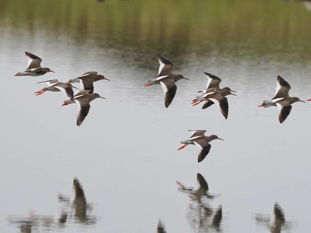 Common Redshank - ML643554818