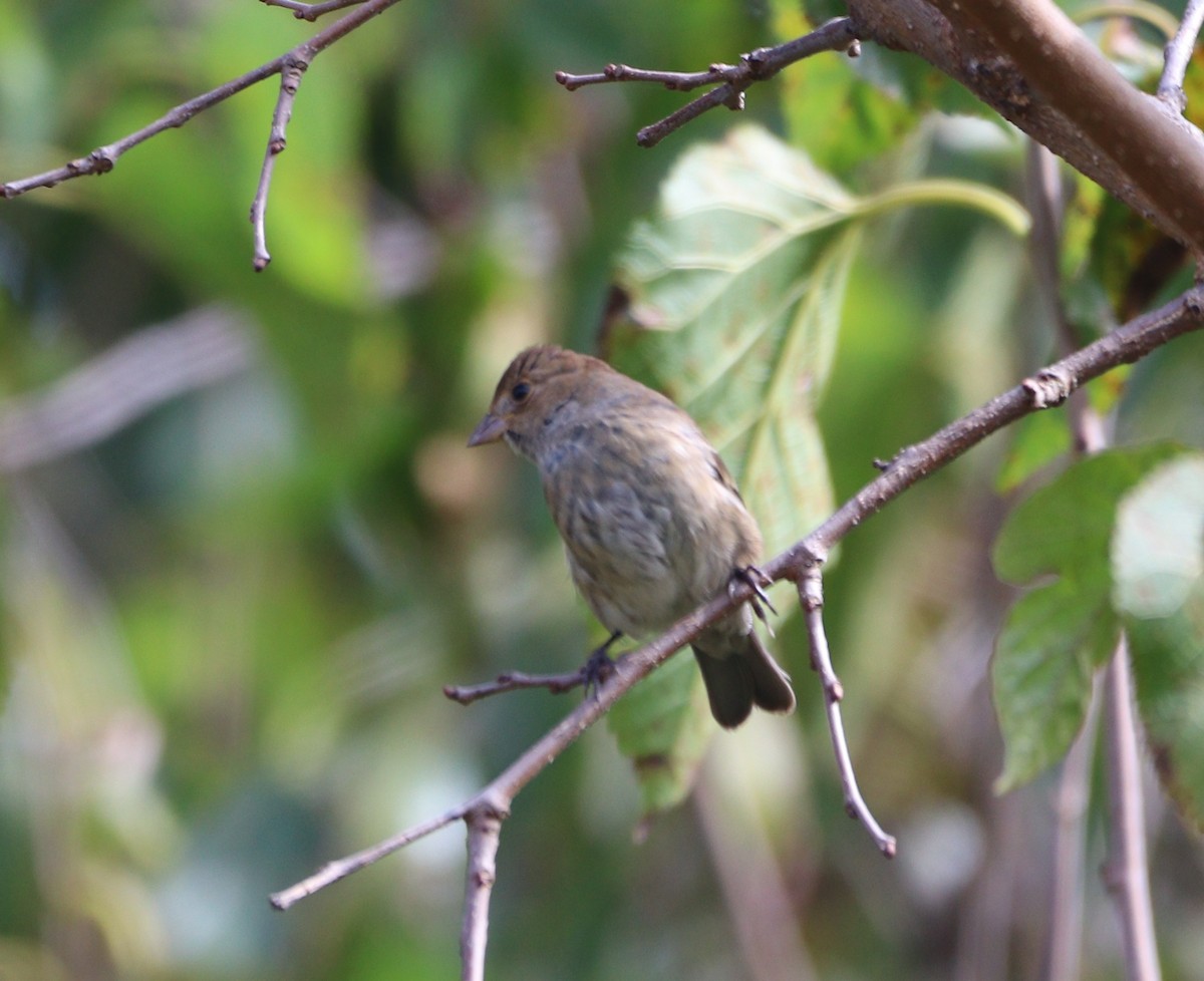 Indigo Bunting - ML643554822