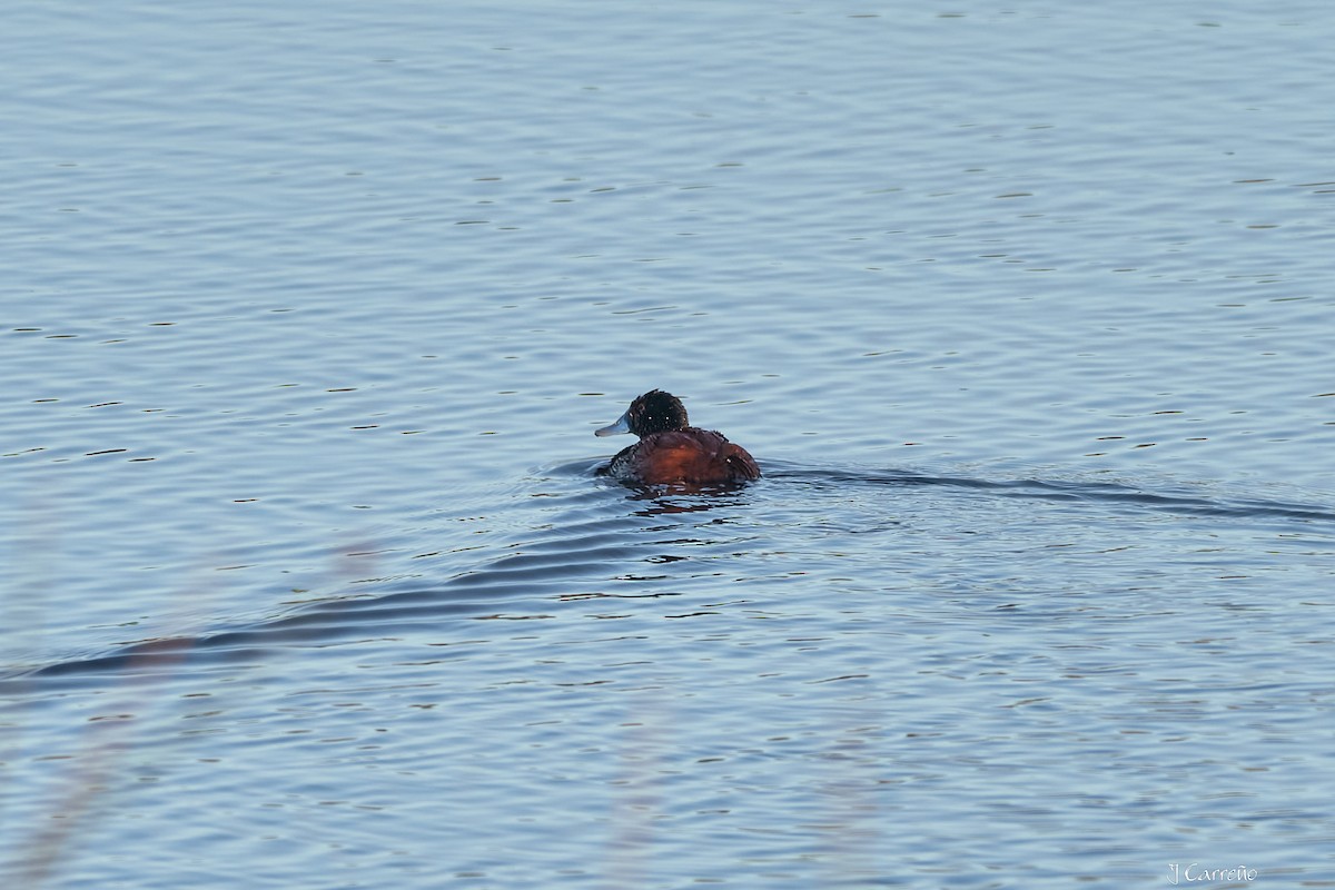 Lake Duck - ML643554824