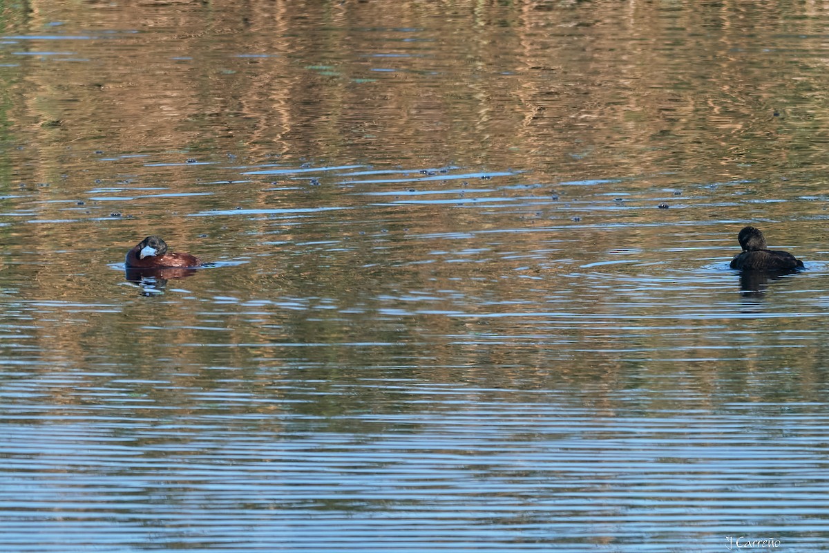 Lake Duck - ML643554825