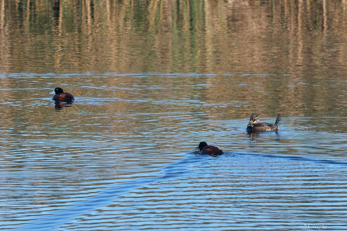 Lake Duck - ML643554826