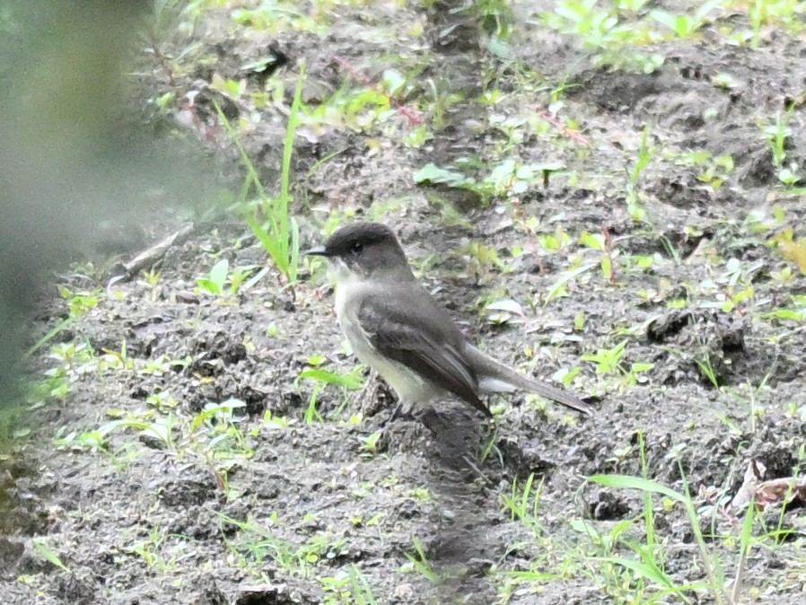 Eastern Phoebe - ML643554845