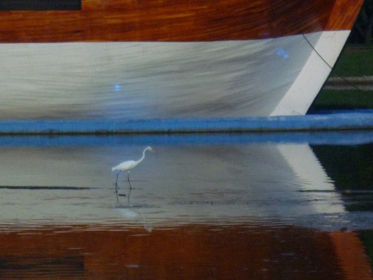 Great Egret - ML643554848