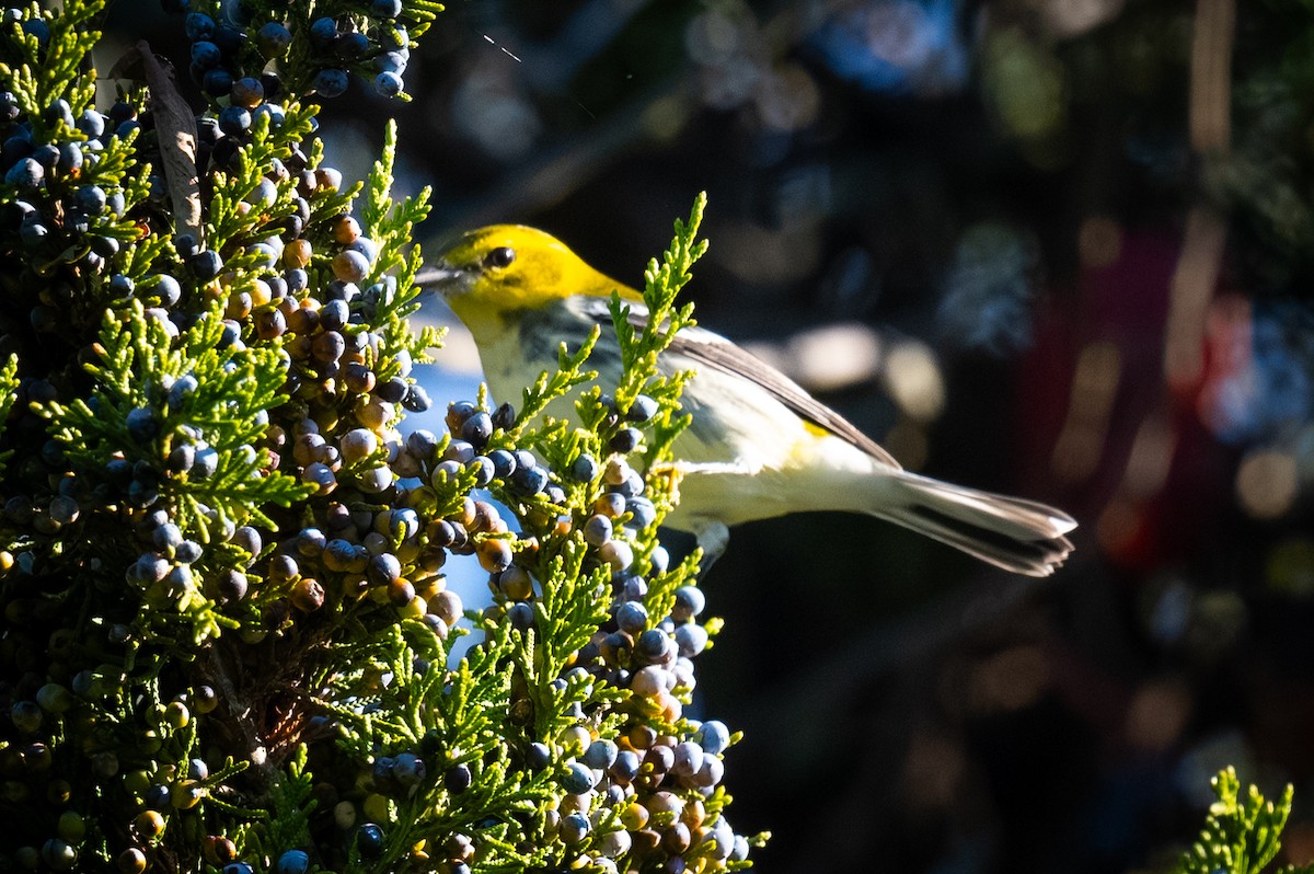 Black-throated Green Warbler - ML643554856