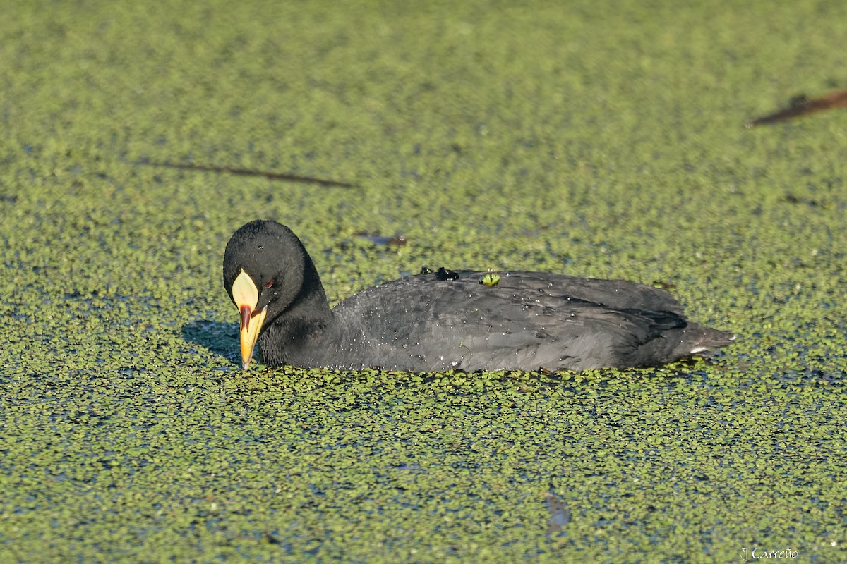 Red-gartered Coot - ML643554864