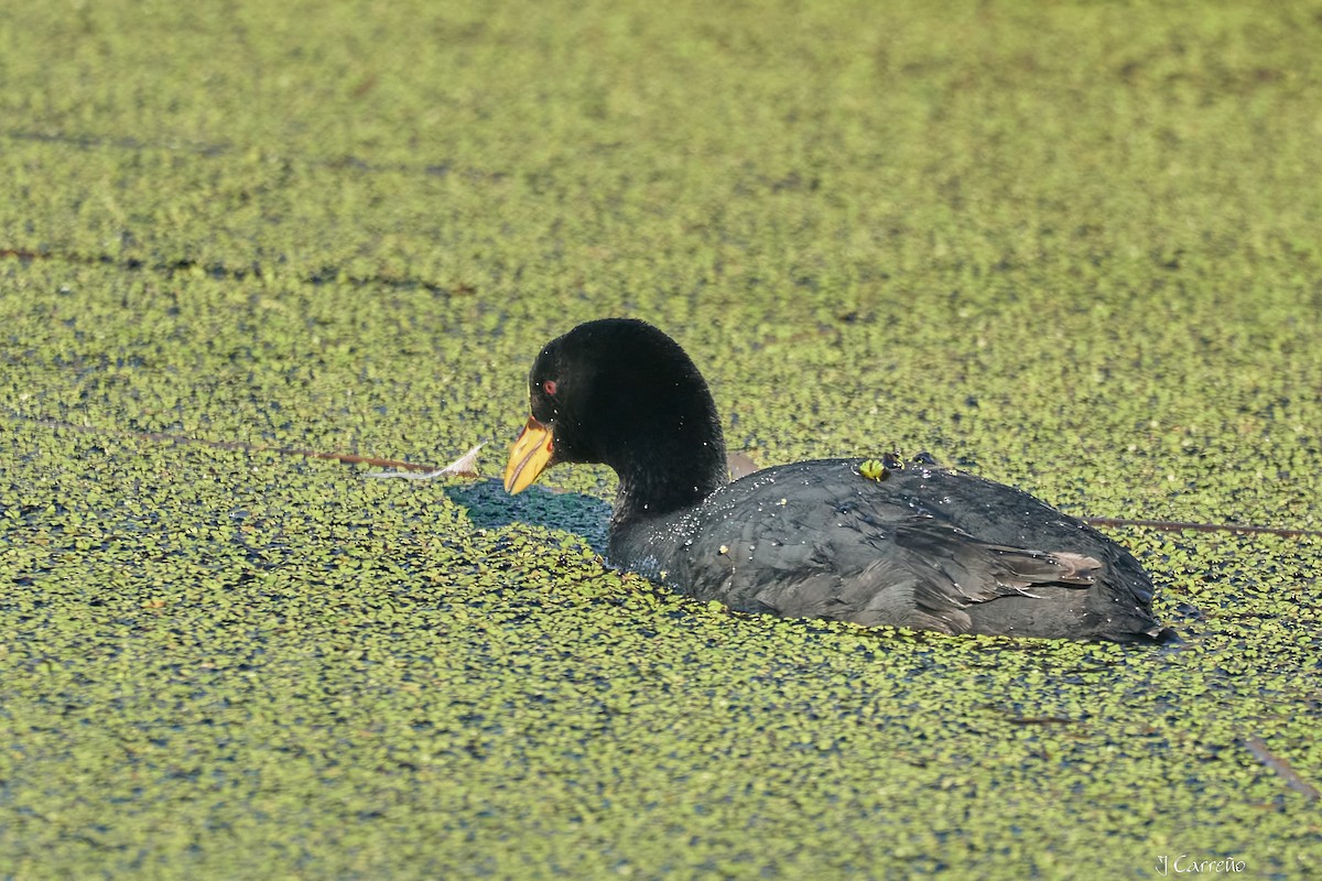 Red-gartered Coot - ML643554865