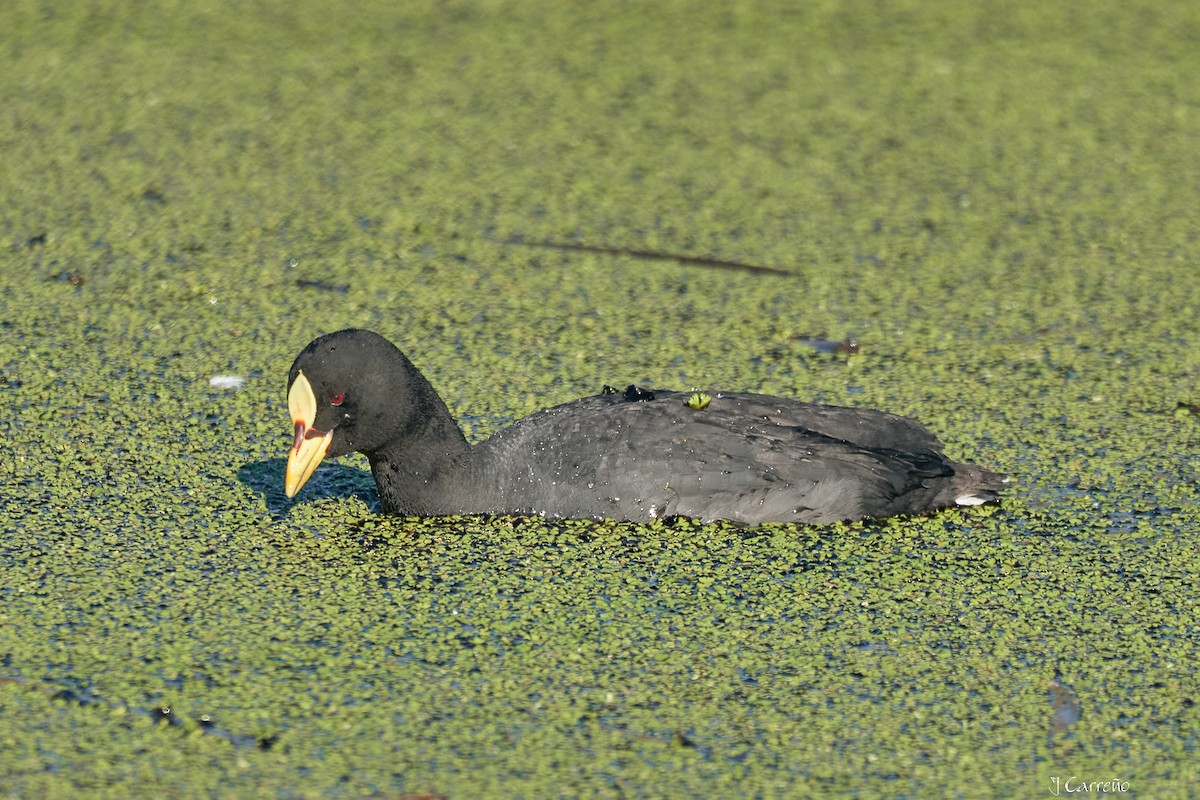 Red-gartered Coot - ML643554866