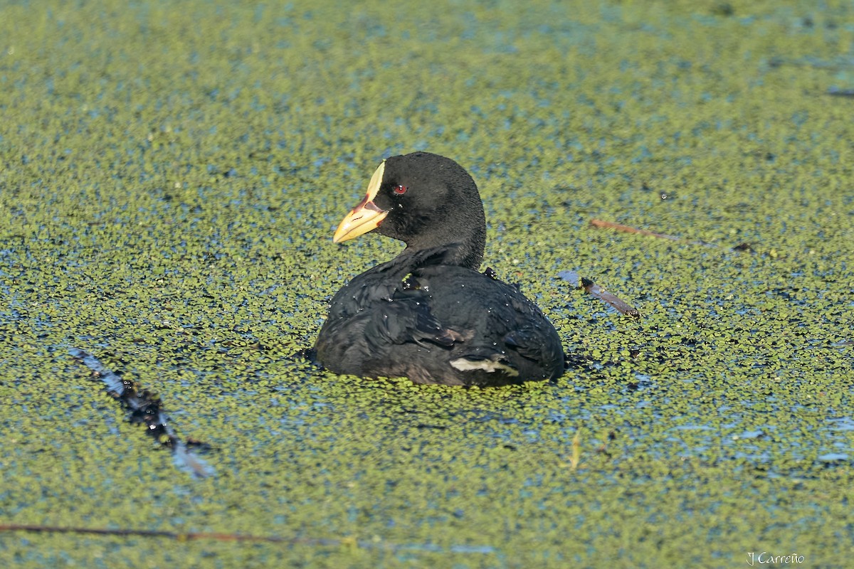 Red-gartered Coot - ML643554867