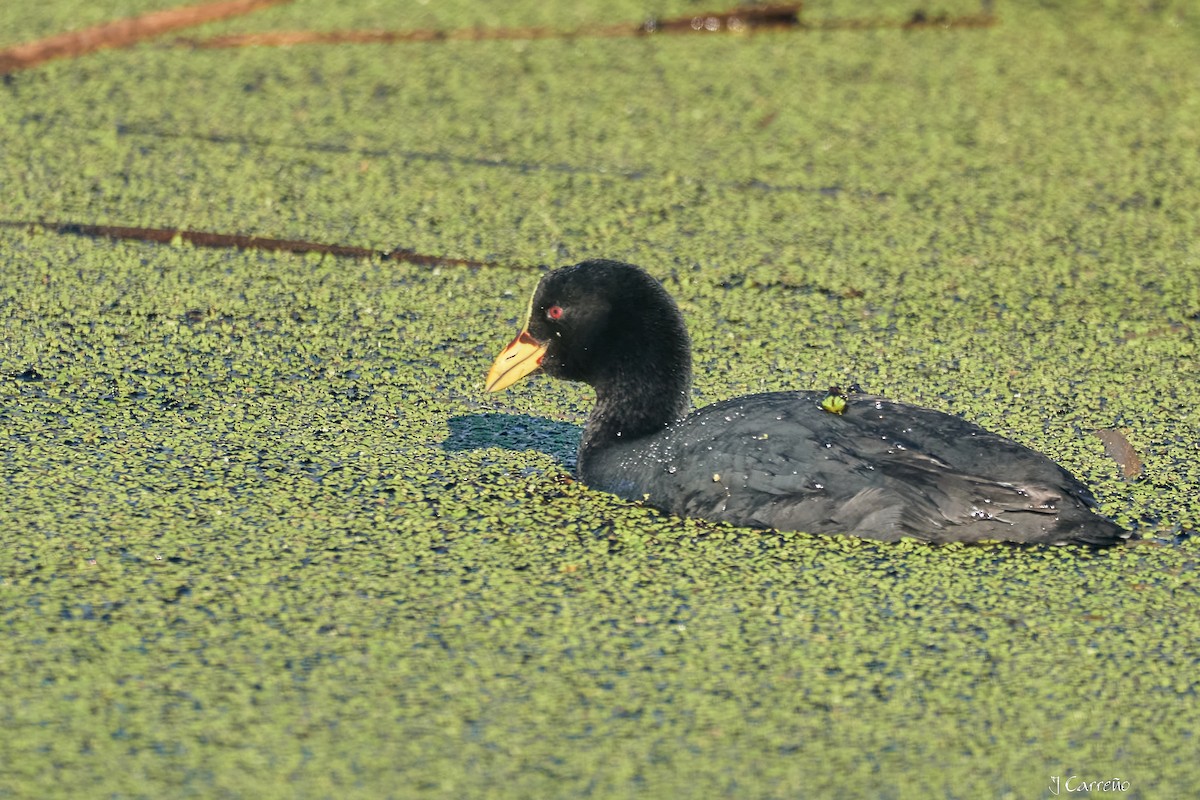 Red-gartered Coot - ML643554868