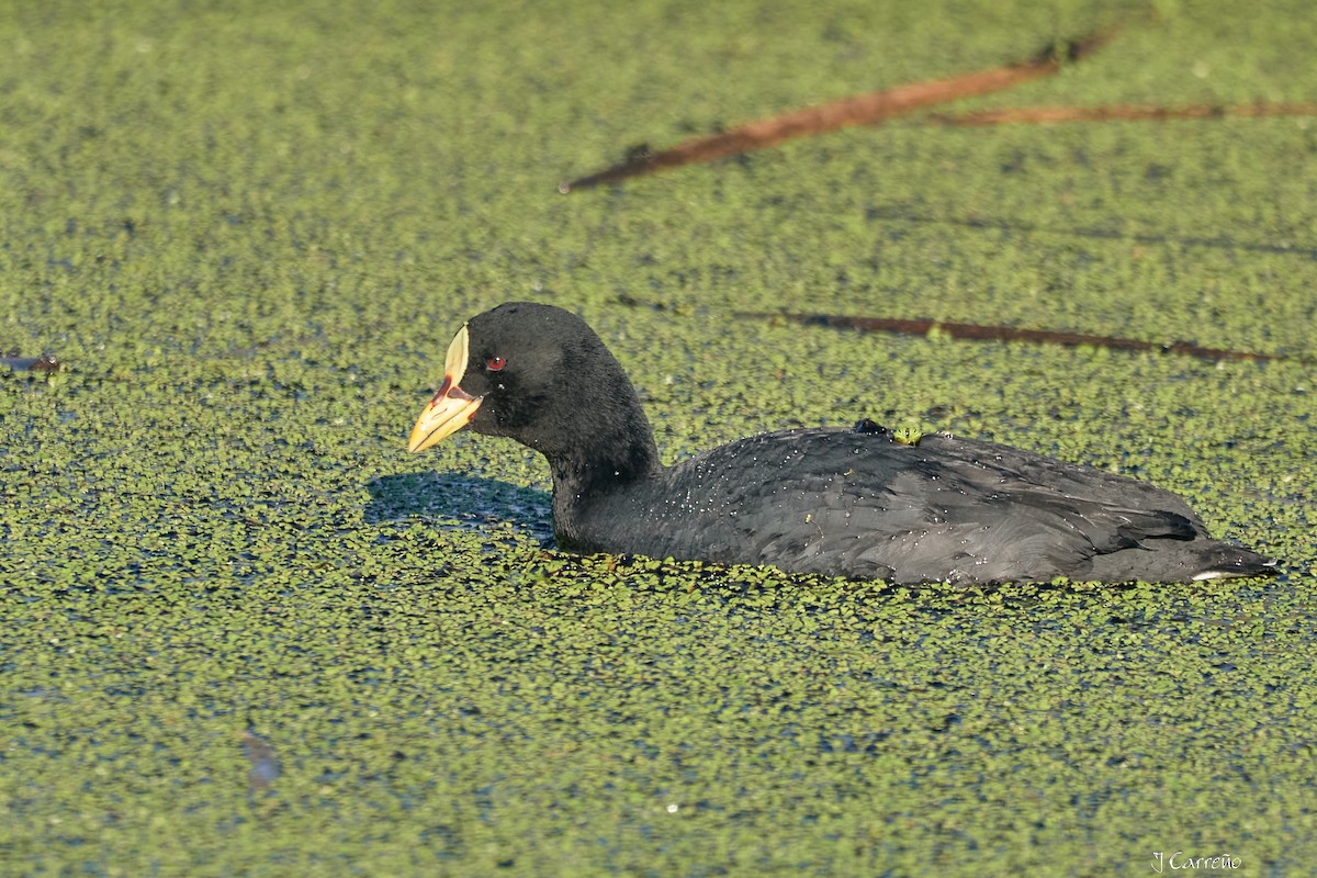 Red-gartered Coot - ML643554870