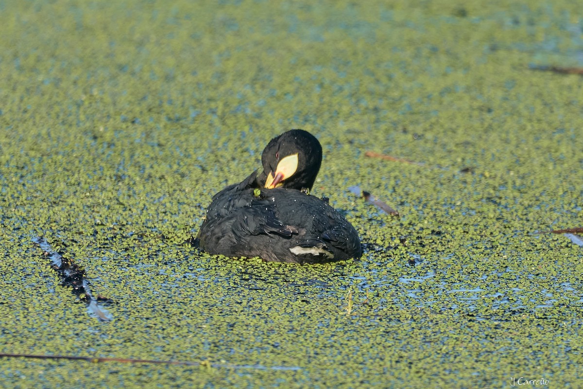 Red-gartered Coot - ML643554872