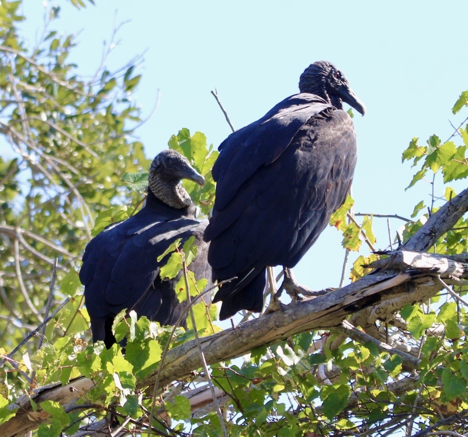 Black Vulture - ML643554883