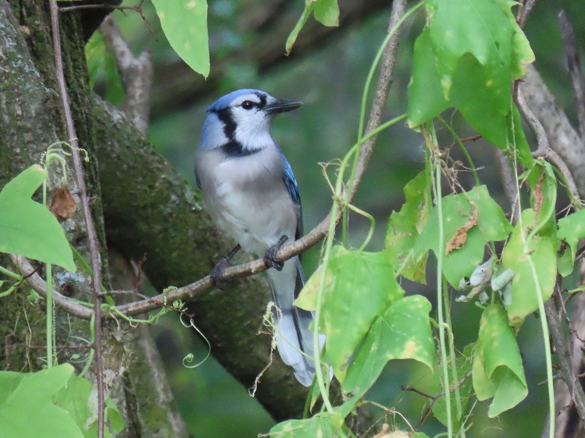 Blue Jay - ML643554887