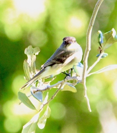Eastern Phoebe - ML643554888