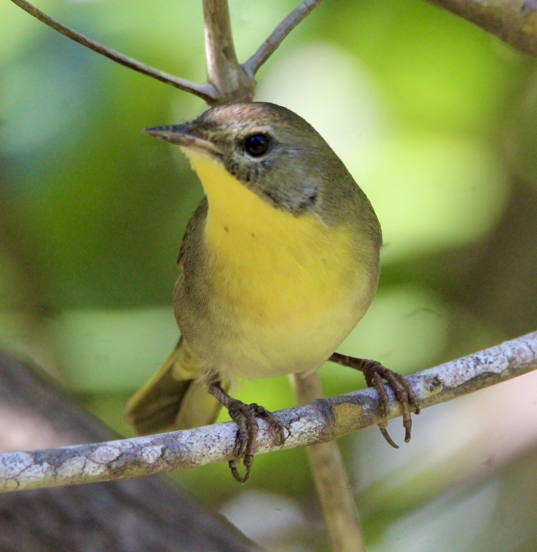 Common Yellowthroat - ML643554908