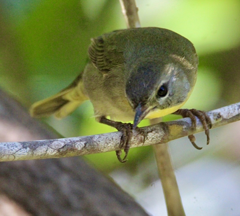 Common Yellowthroat - ML643554909