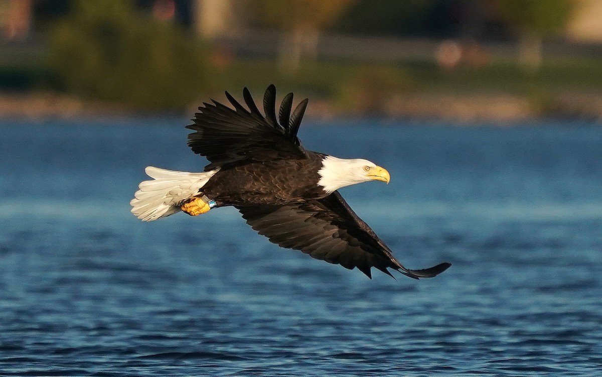 Bald Eagle - ML643554915