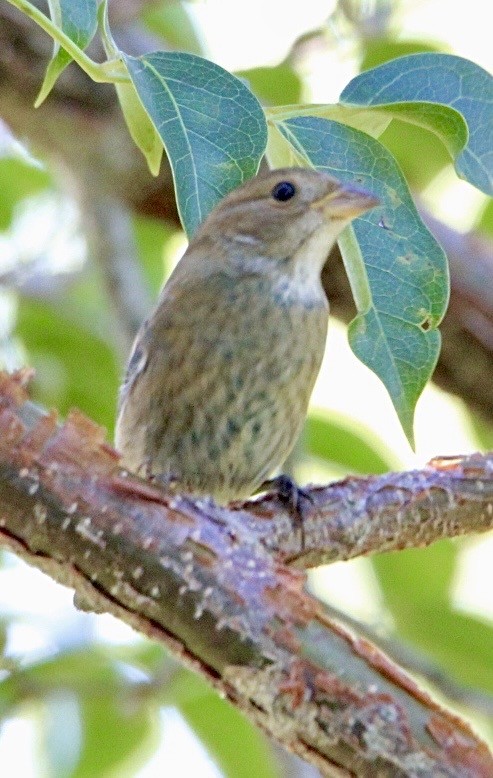 Indigo Bunting - ML643554919