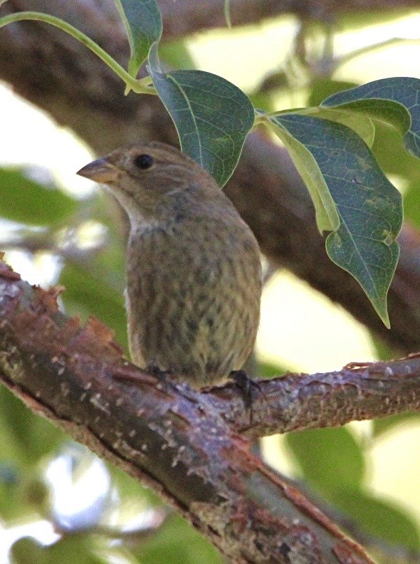 Indigo Bunting - ML643554920