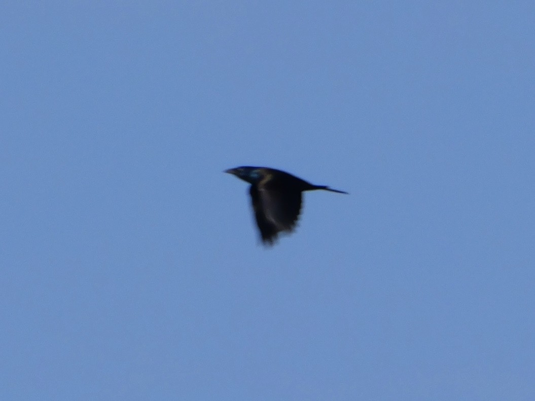 Common Grackle - ML643554922
