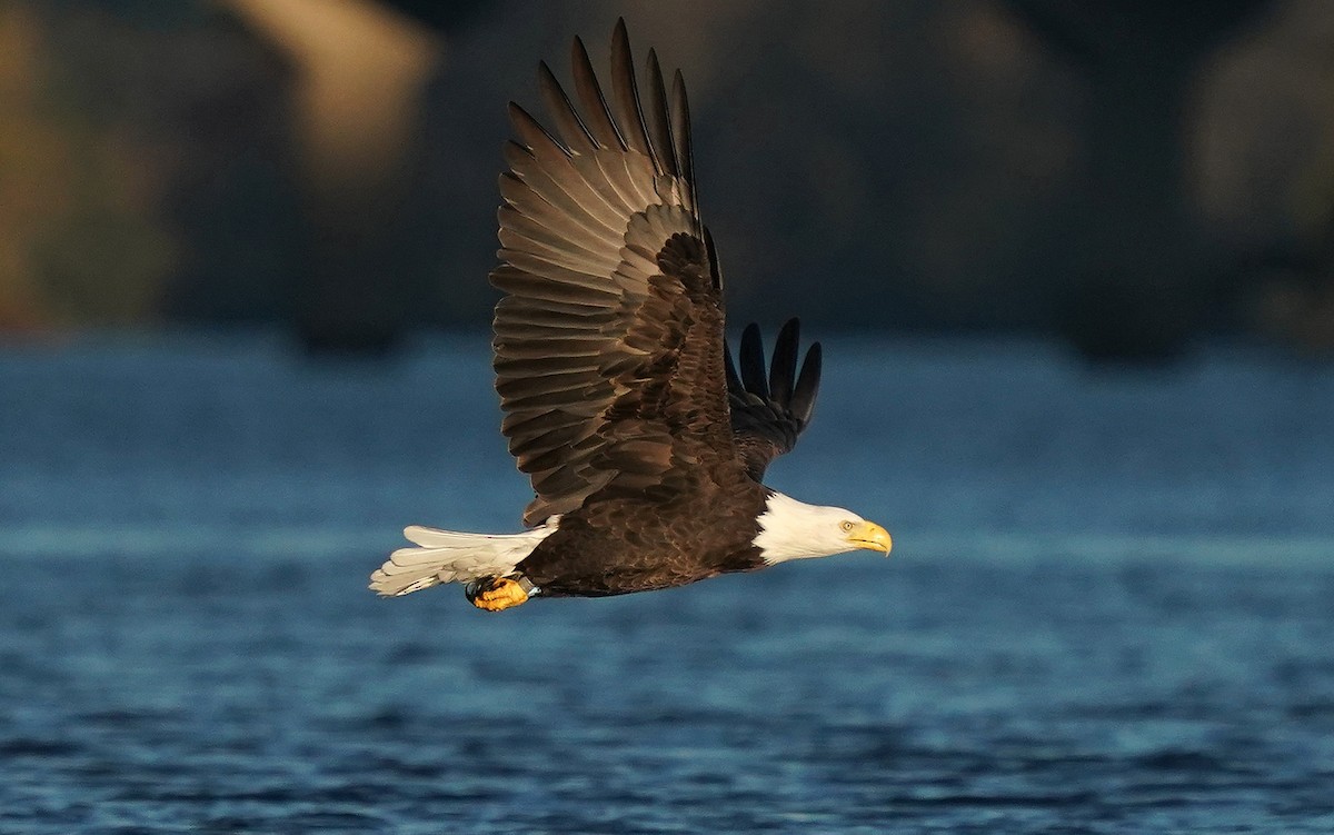 Bald Eagle - ML643554923
