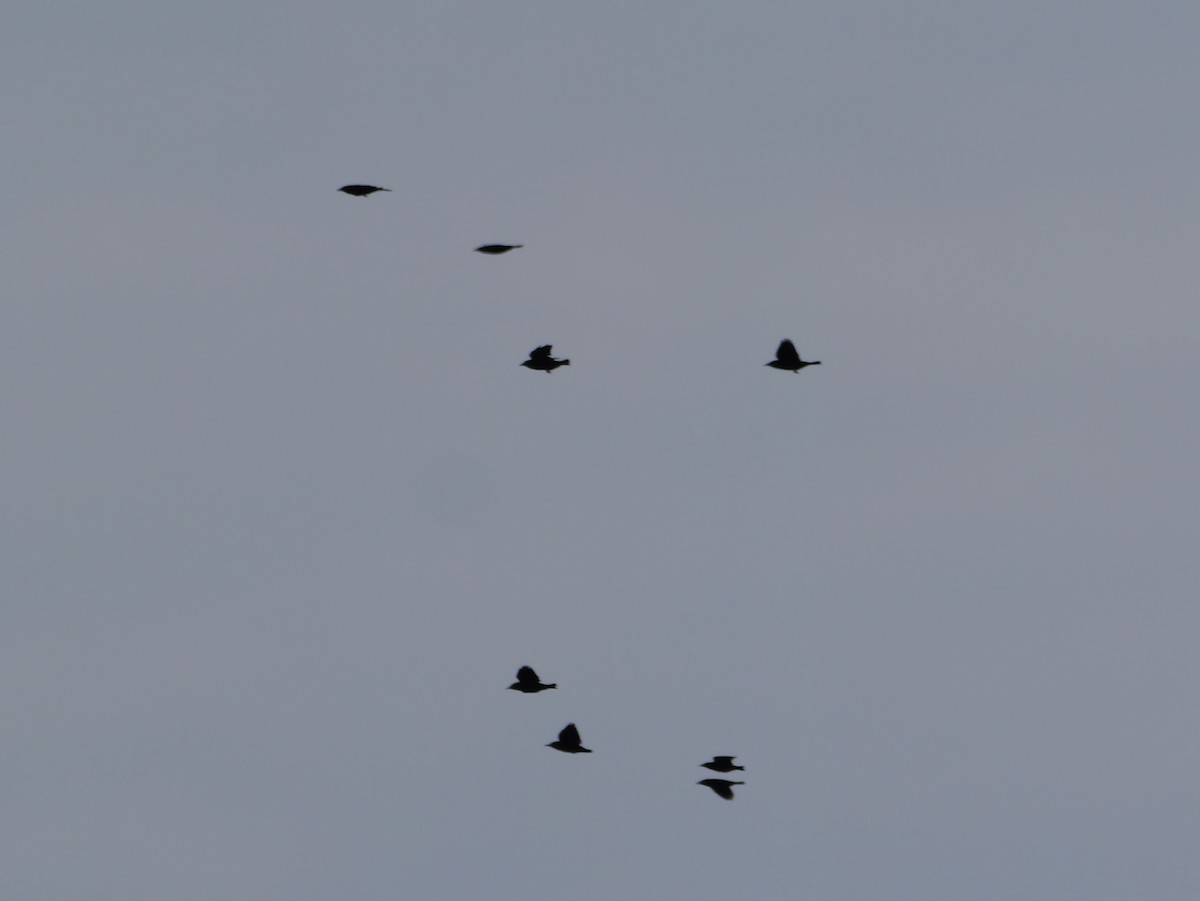 Common Grackle - ML643554928
