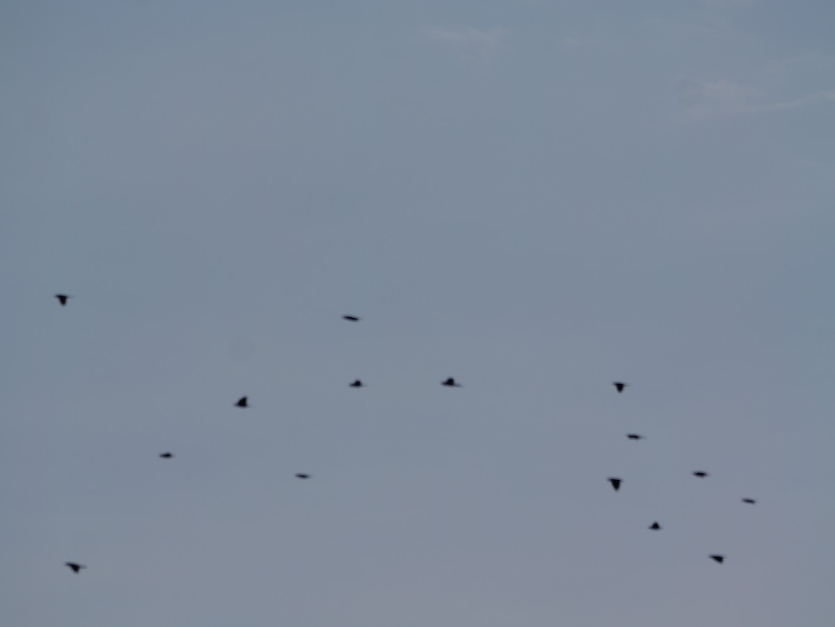 Common Grackle - ML643554932