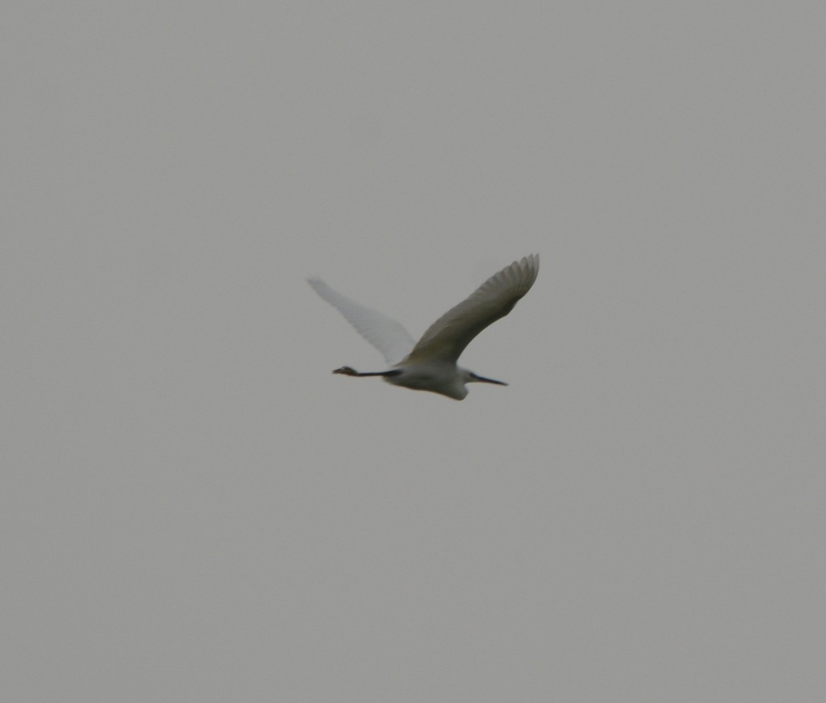 Seidenreiher - ML643554936