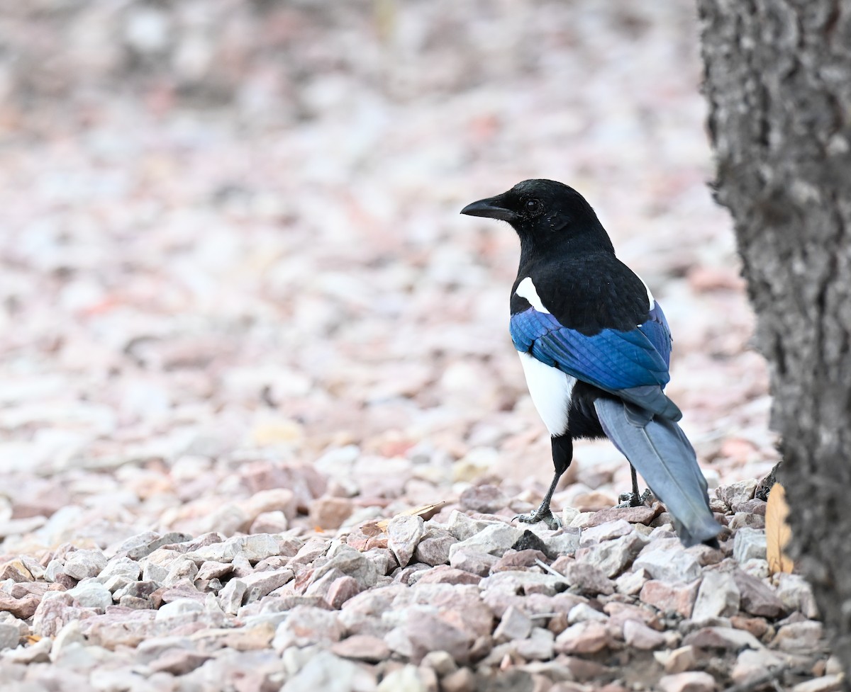 Black-billed Magpie - ML643554943