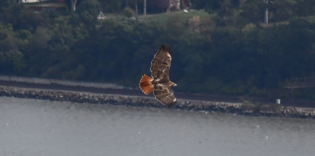 Red-tailed Hawk (borealis) - ML643554946