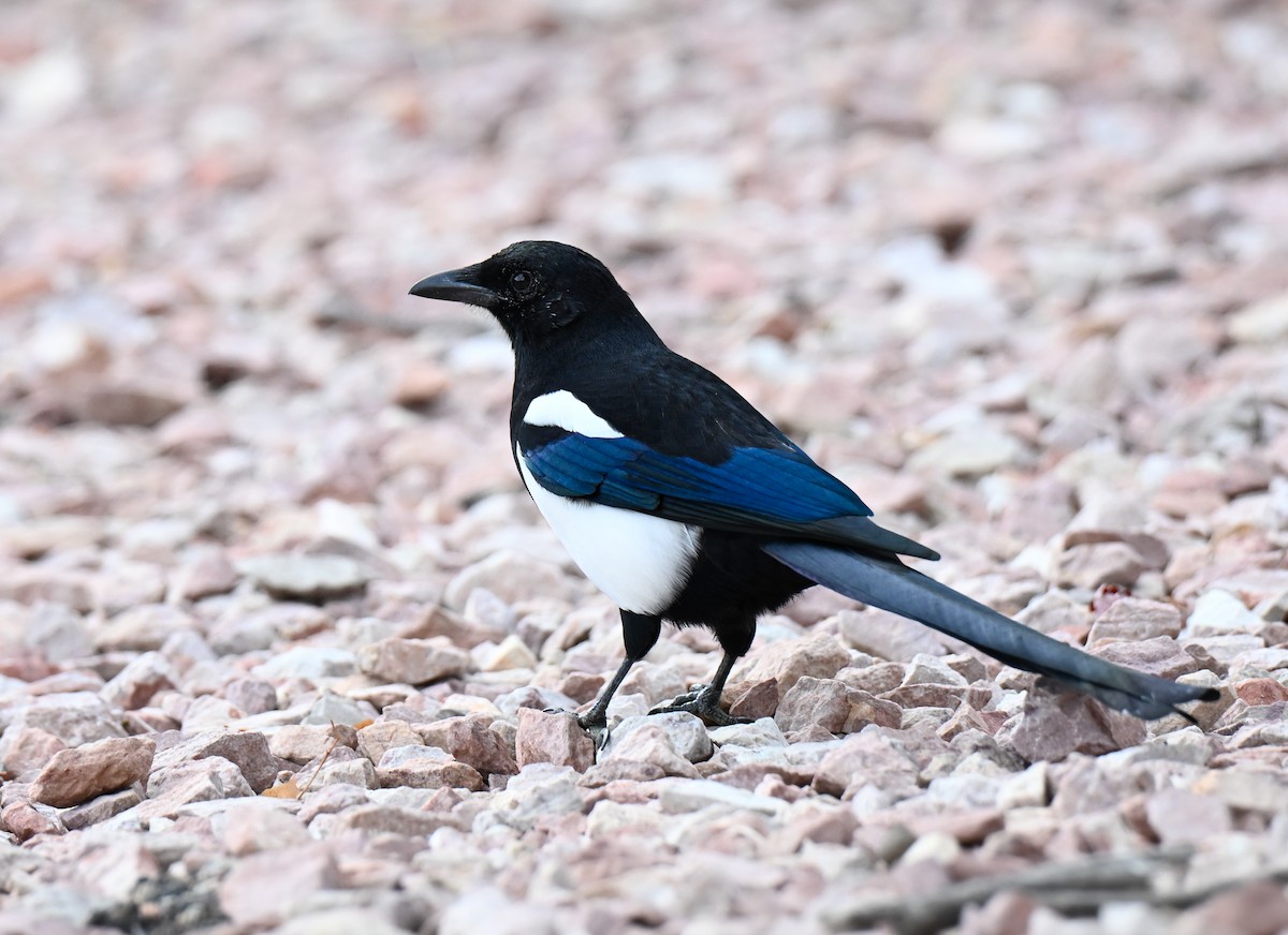 Black-billed Magpie - ML643554948