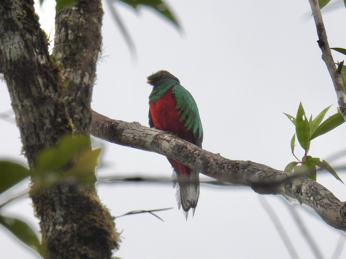 kvesal chocholkatý - ML643554957