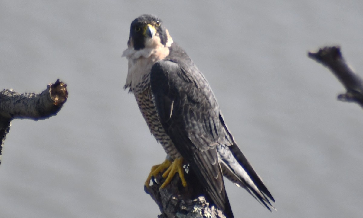 Peregrine Falcon - ML643554963