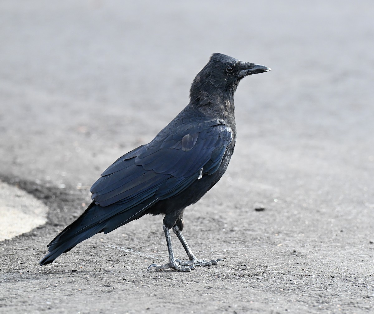 American Crow - ML643554968
