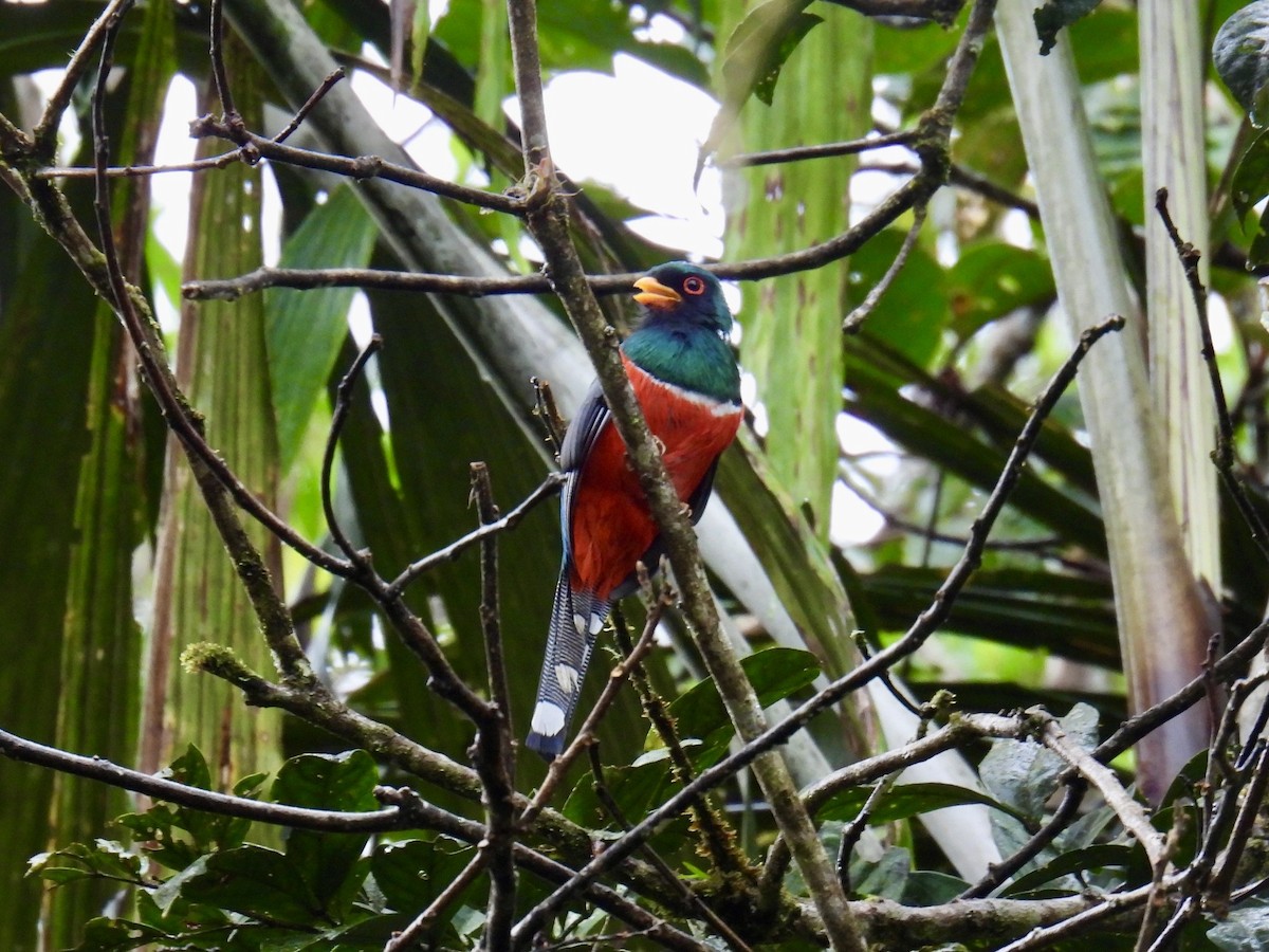 trogon škraboškový - ML643554972