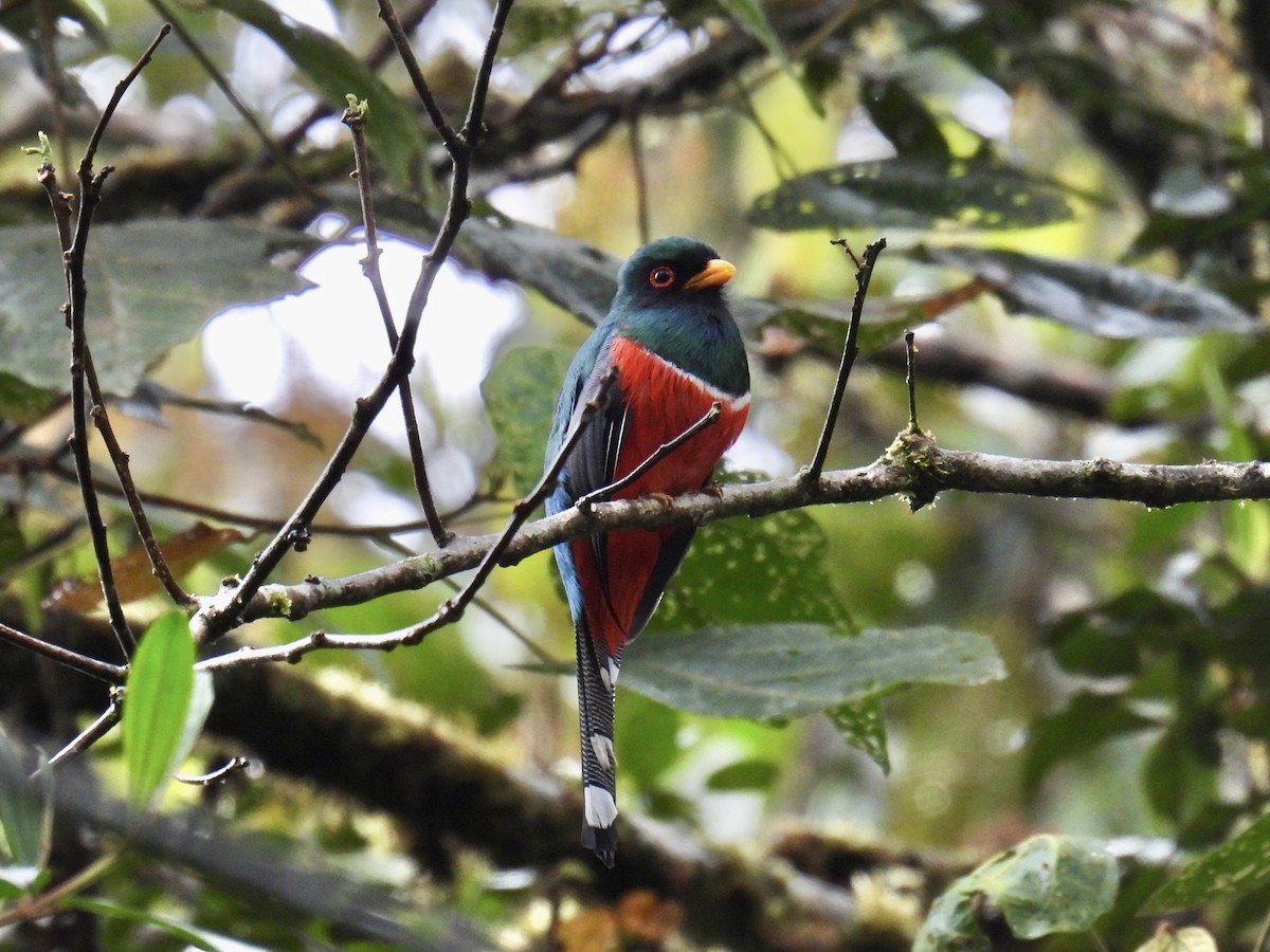 trogon škraboškový - ML643554973
