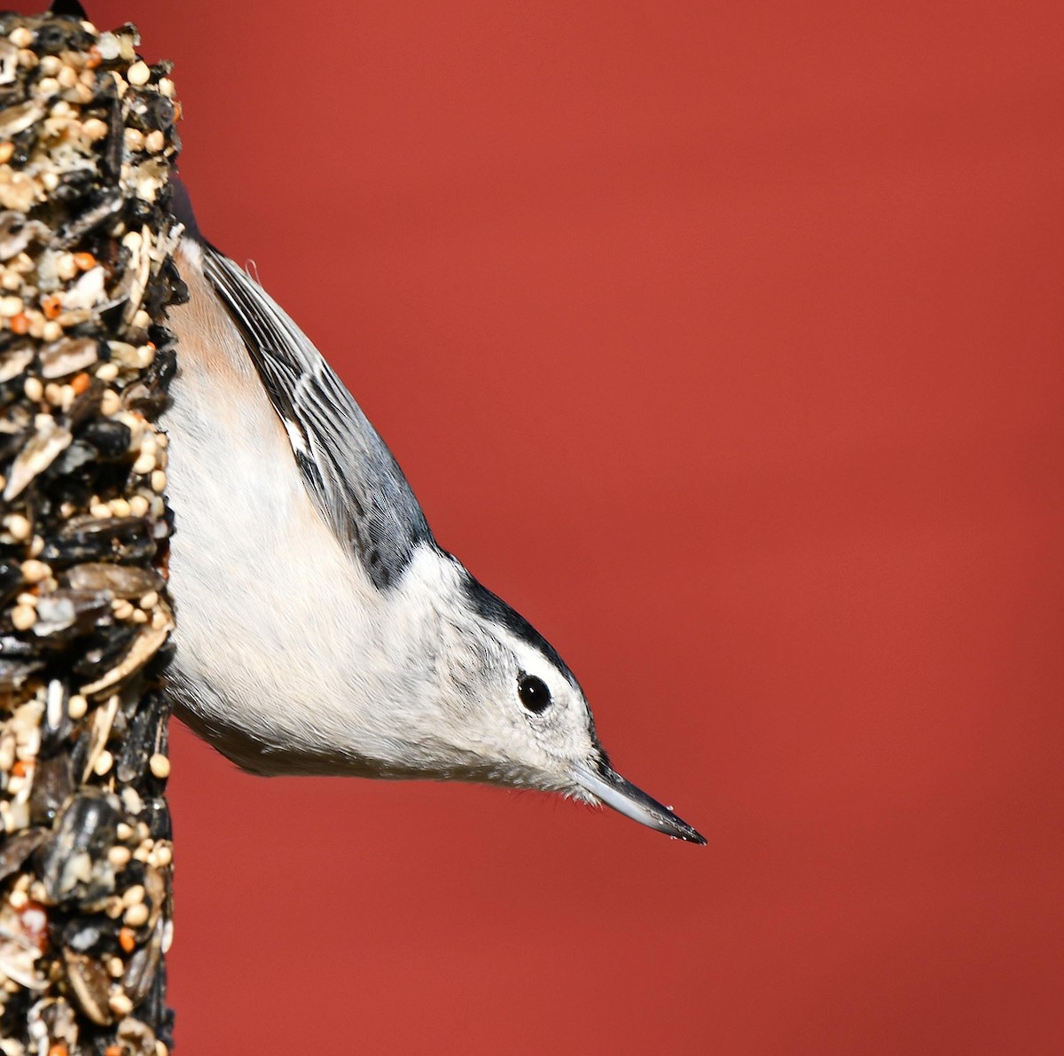 White-breasted Nuthatch - ML643554984