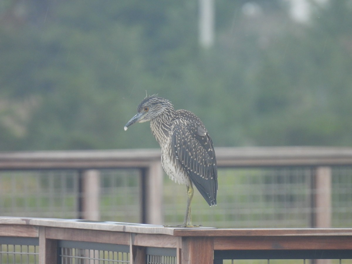 Yellow-crowned Night Heron - ML643555003