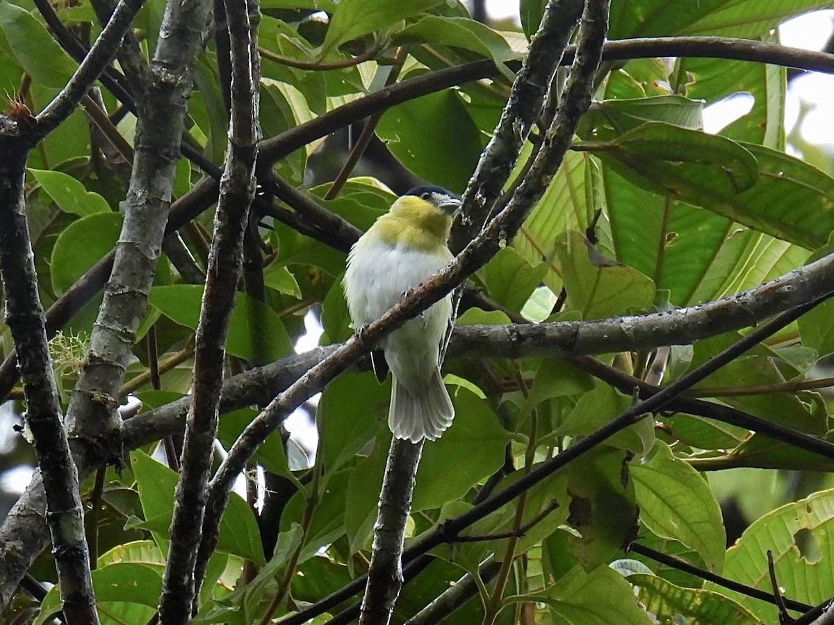 Green-backed Becard - ML643555005