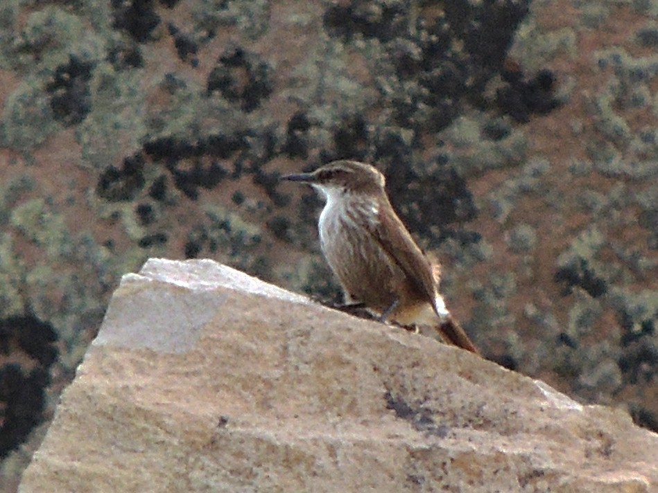 Straight-billed Earthcreeper - ML643555035