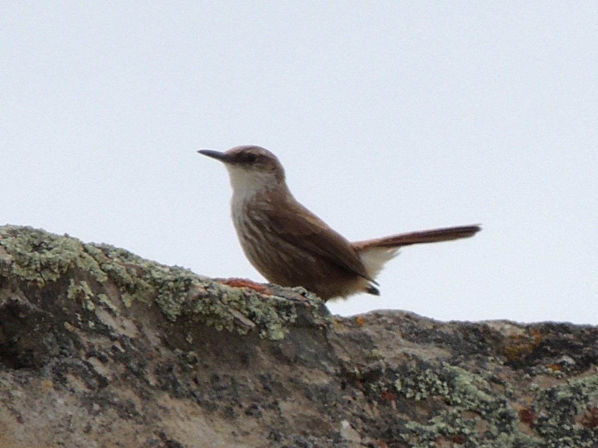 Straight-billed Earthcreeper - ML643555036