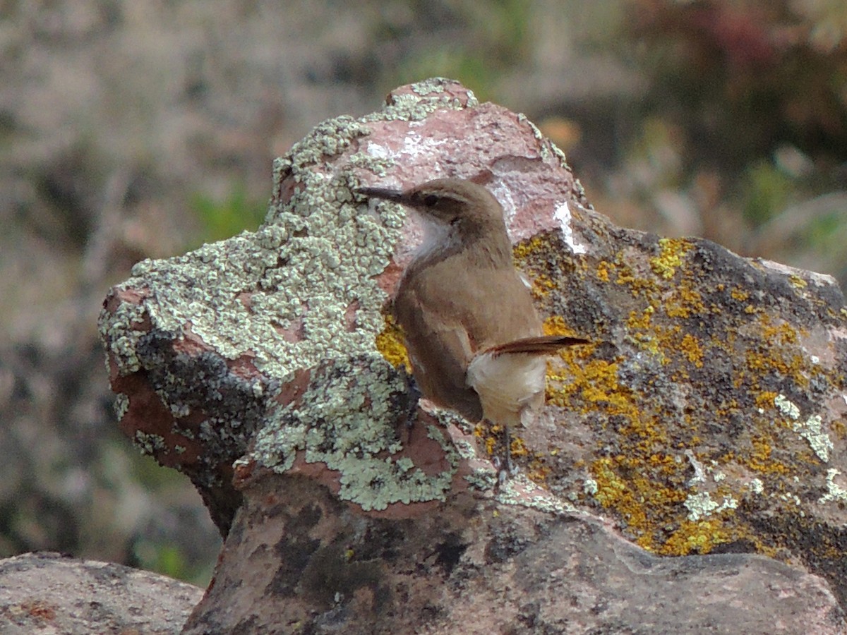 Straight-billed Earthcreeper - ML643555037