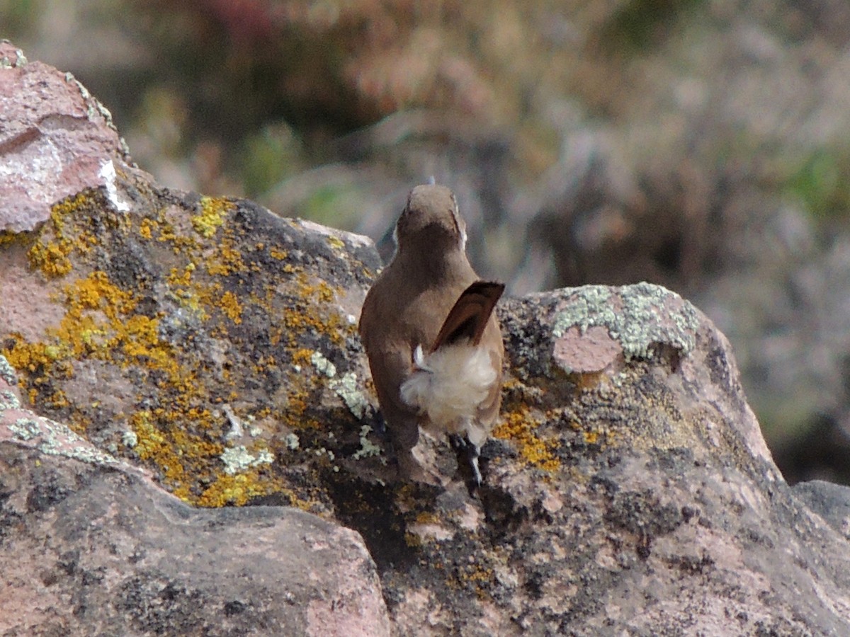 Straight-billed Earthcreeper - ML643555038