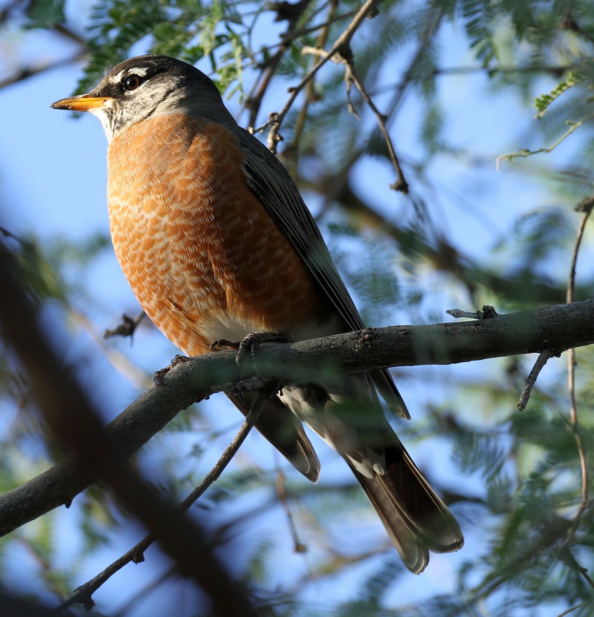 American Robin - ML643555039