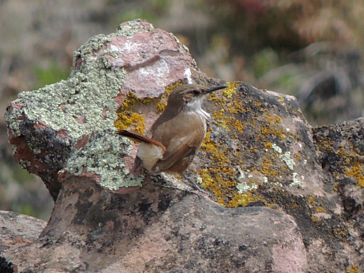 Straight-billed Earthcreeper - ML643555040